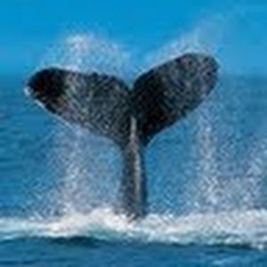 Meet your Posher, Cody